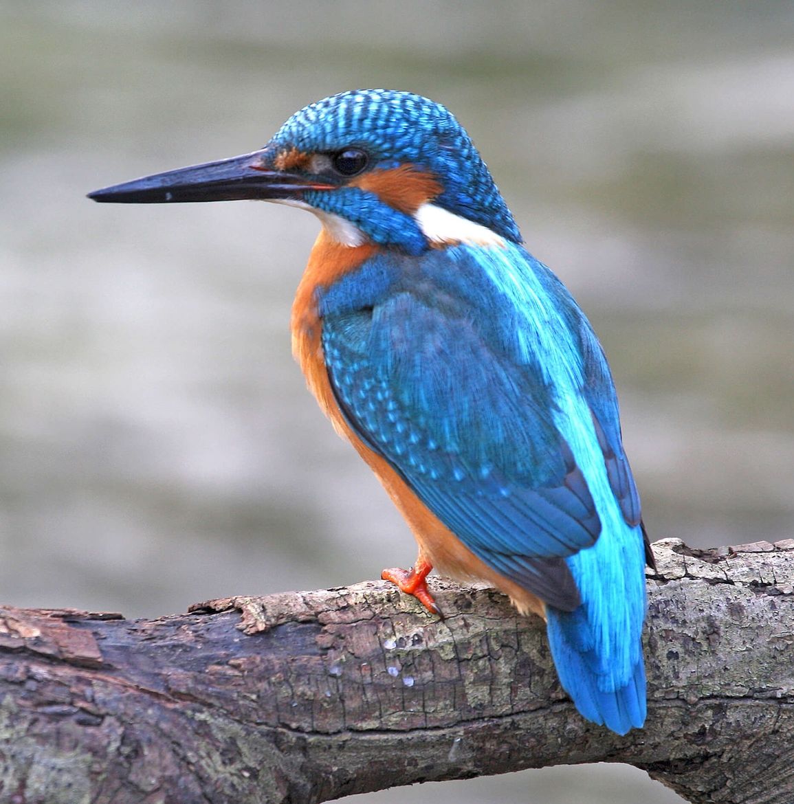 Martin pescatore 1